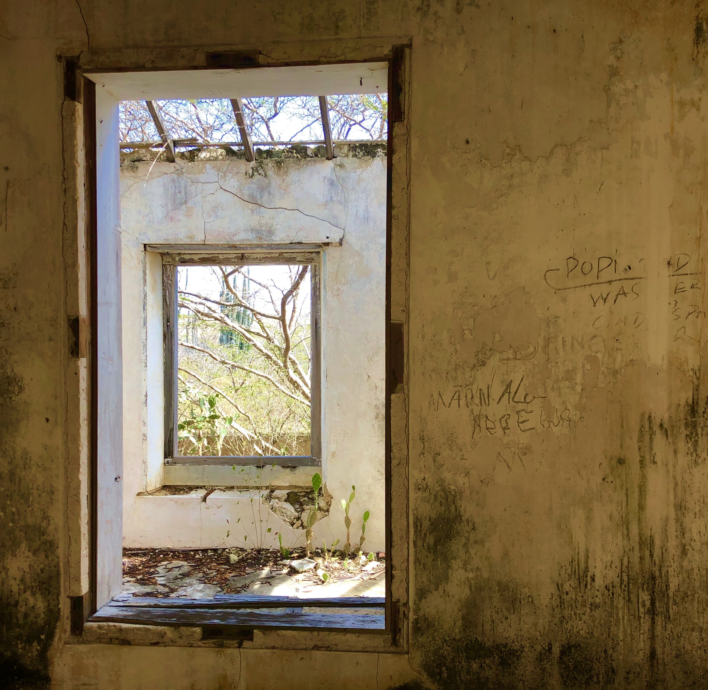 Zacht licht en jonge takken omlijsten een raam in een verlaten kamer.